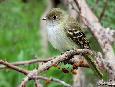 FÍOFÍO COMÚN (Elaenia parvirostris)  - Monte en Rincón de Melilla-MONTEVIDEO (Octubre 2012)